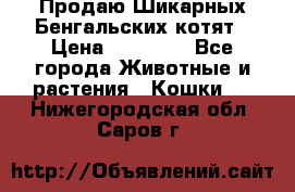 Продаю Шикарных Бенгальских котят › Цена ­ 17 000 - Все города Животные и растения » Кошки   . Нижегородская обл.,Саров г.